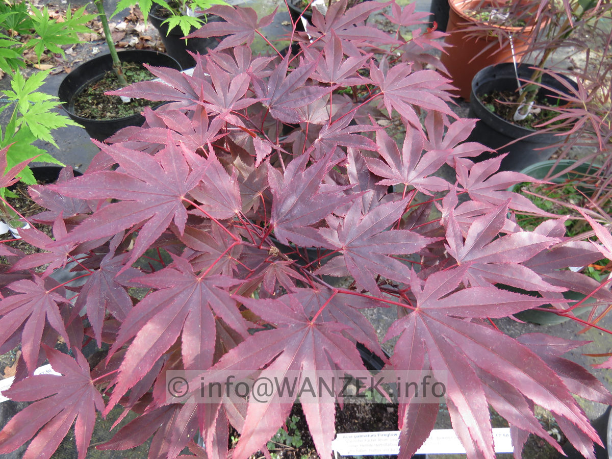 Acer palmatum Fireglow - Austrieb.JPG
